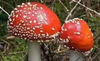 718黑瓜吃料蘑菇视频,趣味视频引网友热议