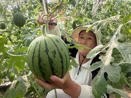 小马拉大车黑料吃瓜,揭秘娱乐圈黑料背后的真相与吃瓜群众的热议